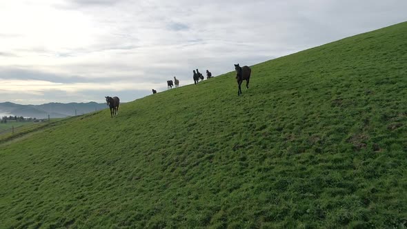  Aerial video of horses running in a field in Entlebuch, Switzerland at sunset alt