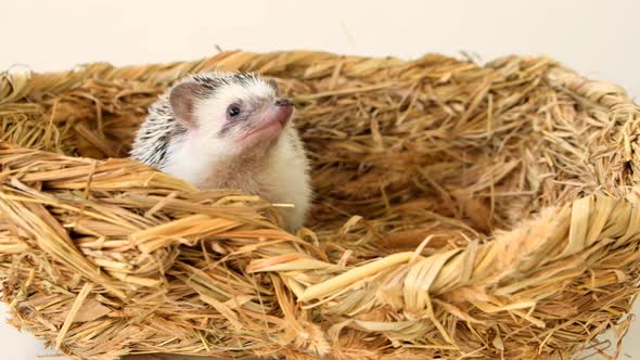 Hedgehog in a wicker straw basket. Accessories for hedgehogs from natural plant materials. alt