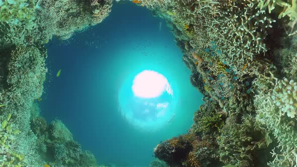 Coral Reef and Tropical Fish alt