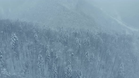 Aerial shot: spruce and pine winter forest completely covered by snow