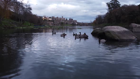Ducks On The River 4K 05