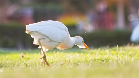 White Cattle Egret Wild Bird Also Known As Bubulcus Ibis Walking on Green Lawn in Summer alt