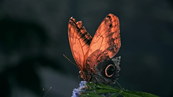 Beautiful Butterfly Opening and Closing Wings, Stock Footage | VideoHive