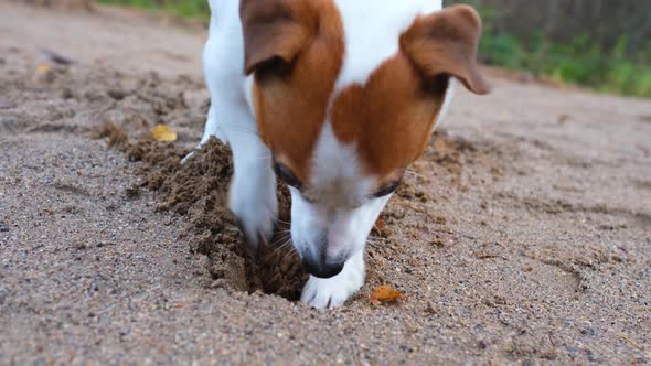 The dog digs a hole in the sand with its paws, close-up. Hunting instinct
