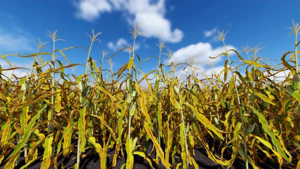 Yellow Ripe Corn On Stalks For Harvest