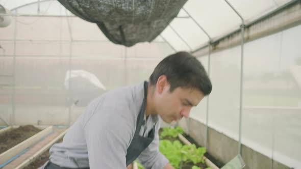 Male farmer works with laptop in plantation greenhouse, fresh organic vegetable. alt