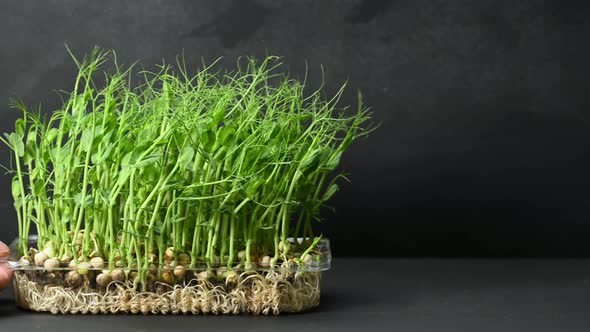 female hand holding green sprouts of peas against a black background, healthy food alt