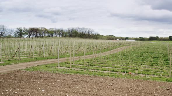 Aerial Drone View of Apple Plantation of a Large Fruit Farm alt