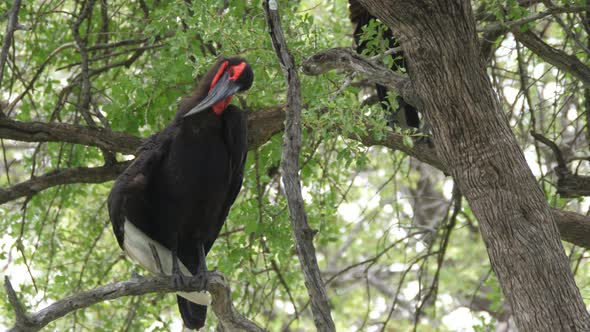 Southern ground hornbill in a tree  alt