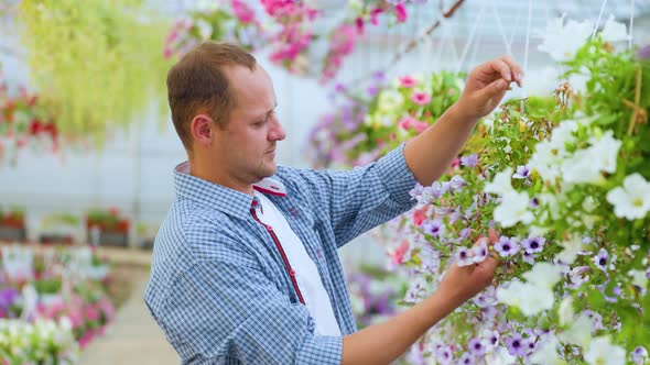 An Agronomist in a Plaid Shirt Carefully Checks the Quality of Plants Grown in a Greenhouse alt