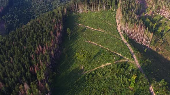 Deforestation, Aerial drone view of forest destroyed in Ukraine