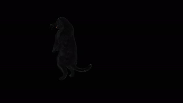 68 Panther Dancing 4K alt