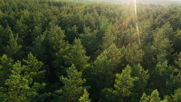 Aerial View Of Sunset Sky Above Green Forest Landscape In Evening alt