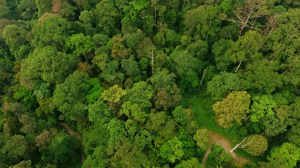 High Angle Aerial Top Down Drone Shot of Lush Green Tropical Primeval Rain Forest