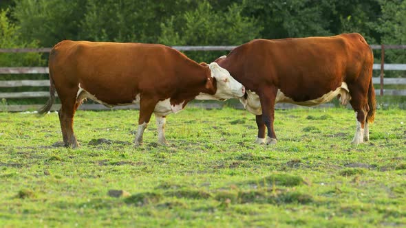 One cow licks another cow. Cows graze on a pasture in the village.