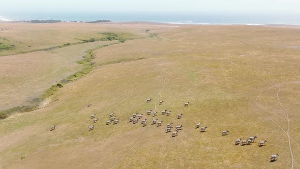 Scenic African Safari Drone View with Wild and Free Zebras Running  Cinematic alt