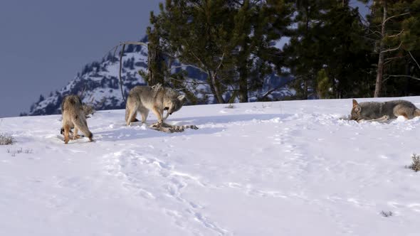 winter shot of three coyotes feeding on the bones of a carcass in yellowstone alt
