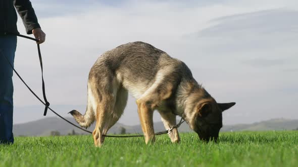 Shepherd dog walking with his owner in the farm alt