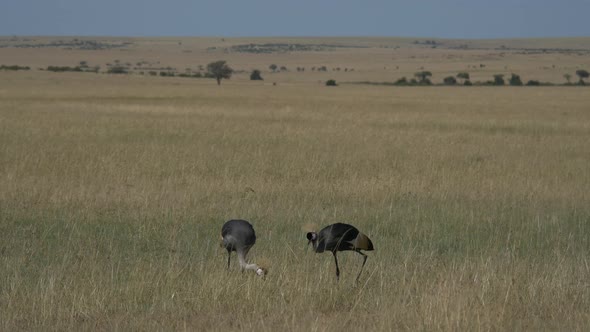 Grey crowned cranes walking alt