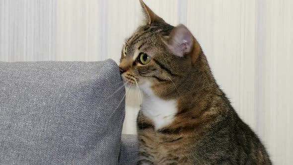 A Domestic Tabby Cat