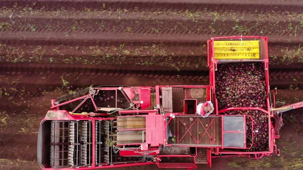 Aerial View of Harvesting Sugar Beets alt
