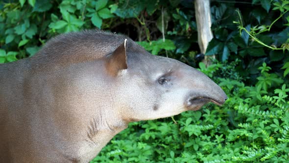 Portrait of south American tapir (Tapirus terrestris).