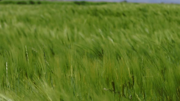 Green Rye Slowly Sways in the Wind on the Background of a Lonely Tree Natural Backgound alt