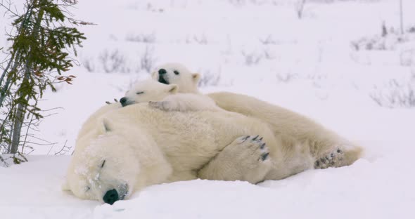 Wide shot of a Polar Bear sow and two cubs resting. The cub is the back yawns. alt