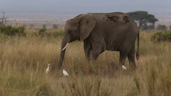 Elephant Feeding on Yellow Grass Plains