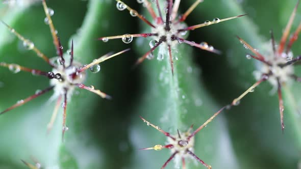 Drops of Water on a Rotating Cactus Closeup