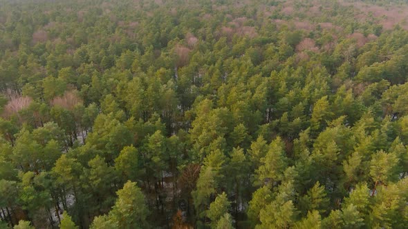 Winter Forest Texture alt