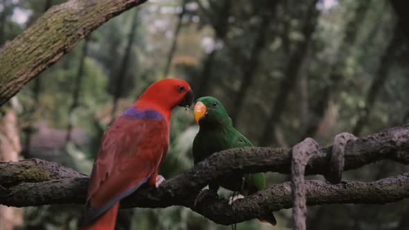Two Big Colourful Parrots Feeding Each Other. Sitting on the Branch