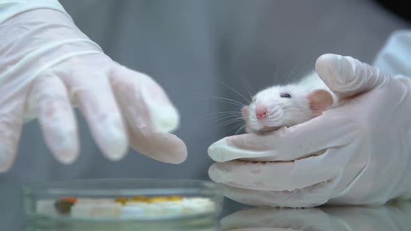 Researcher Putting Petri Dish With Medication Near Test Rat, Cruel Attitude alt