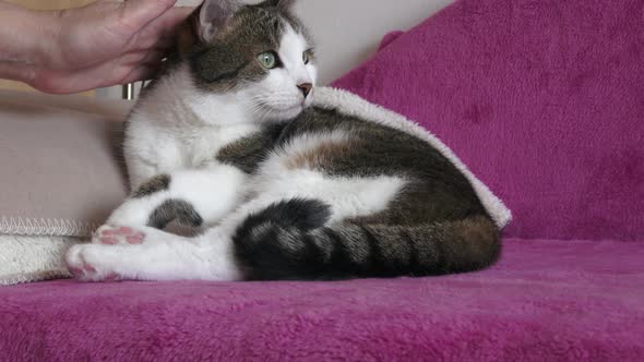 A portrait of a cat sitting and a hand stroking it on the back of the head.