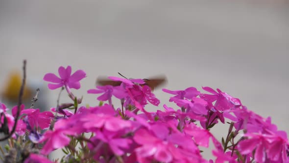 Hummingbird Hawkmoth Hovers Above Purple Flowers alt