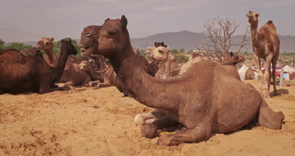 Camels at Pushkar Mela Camel Fair Festival in Field Eating Chewing alt