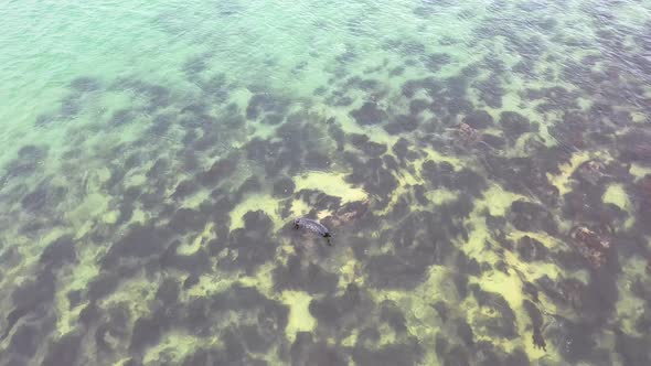 Seal Swimming and Diving in Gweebarra Bay  County Donegal Ireland alt