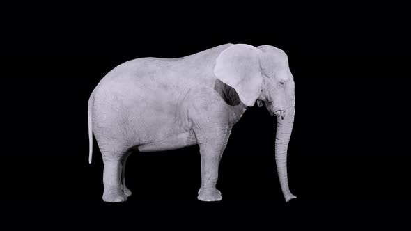 elephant idle 4k alpha loop