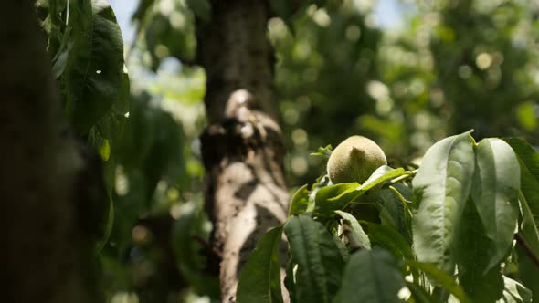 Deciduous tree branches with peach in spring  close-up 4K 2160p 30fps UltraHD footage - Green and yo alt