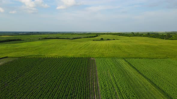 Aerial Shot Of The Countryside Over The Grain Fields Of Ukraine. Agriculture