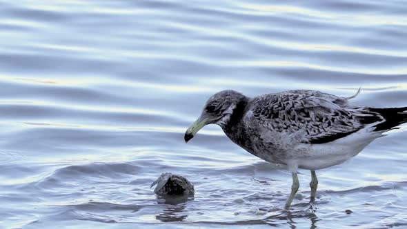 Juvenile Olrog's Gull Bird Hunting Eating Live Crab By Sea Shore, Slow Motion Close Up alt