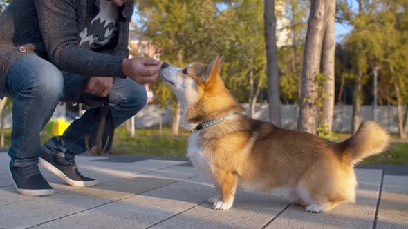 The man and the corgi dog in the park