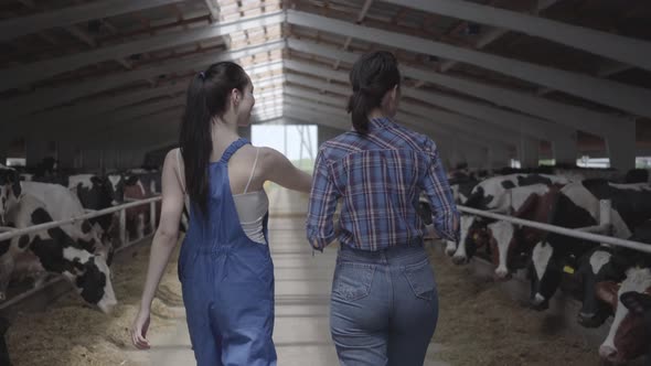 Young Girls Farmers Making a Tour of the Barn with Cows on the Farm. Girl Farmer Shows the Visitor alt