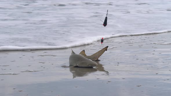 Fisherman Caught a Nurse Shark in the Ocean