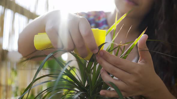 Woman Wipes Green Leaves of Small Decorative Palm Tree