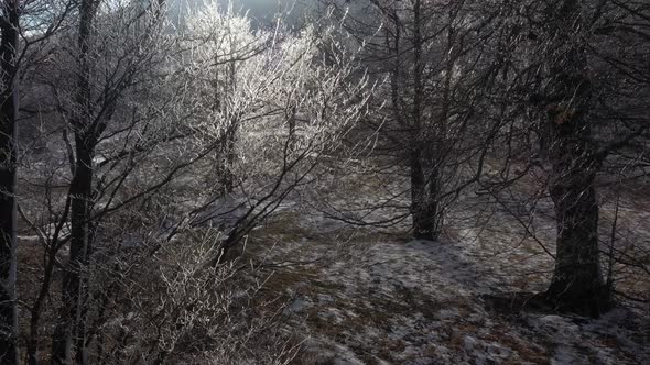Tree branches under hoar frost on top of the mountain 4K drone video