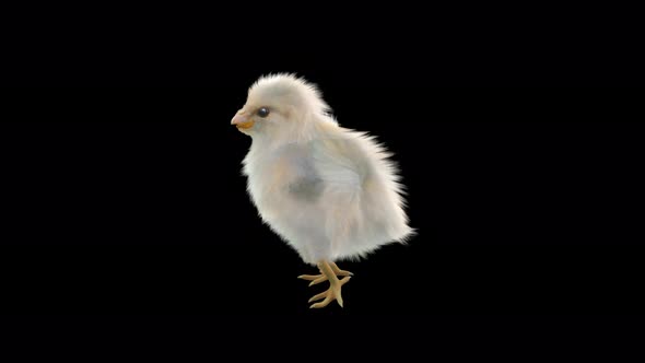 22 Baby Chicks Dancing 4K alt