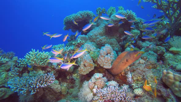 Underwater Reef Yellow Moray alt