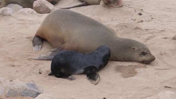 Mother sea lion and her pup sleeping on the beach , Stock Footage ...