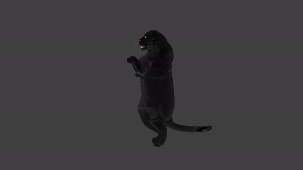 Panther Dancing 4K alt